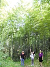 百里竹海 百里竹海